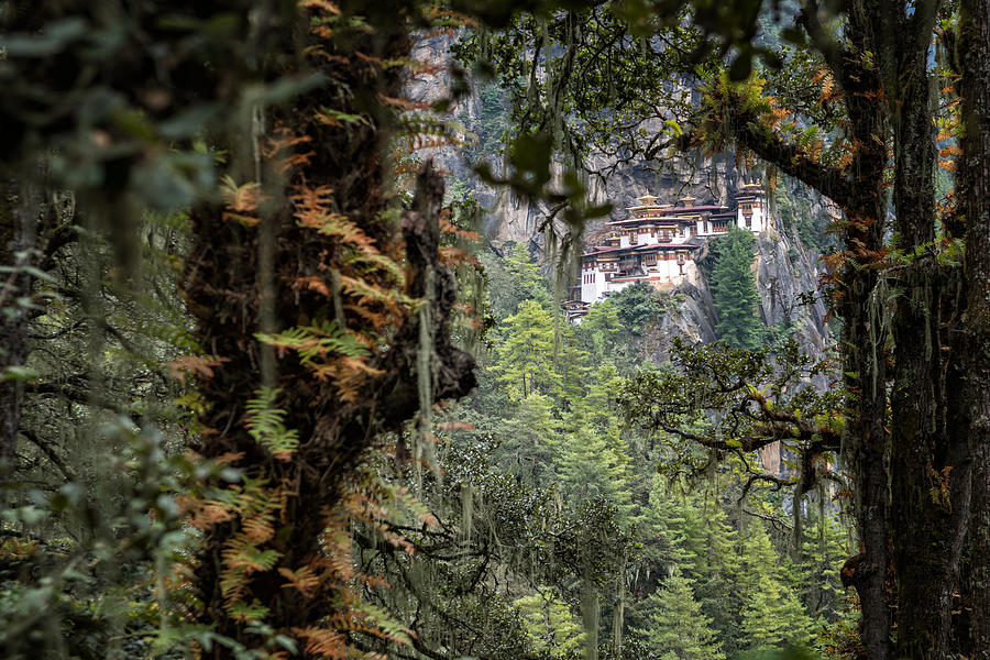Taktsang monastery (Tigers Nest) through the forest, Bhutan Photograph by © Pascal Boegli