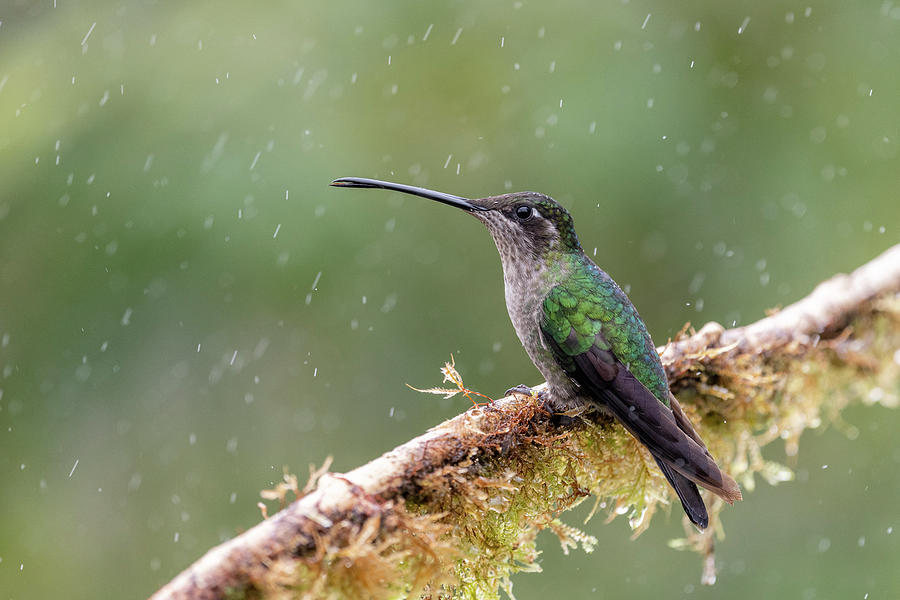 Talamanca Hummingbird - 2021010704 Photograph by Mike Timmons - Fine ...