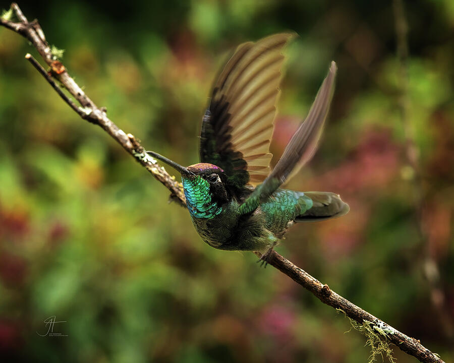 Bird Photograph - Talamanca Hummingbird 4 by Jim Thompson Bird Photograph - Talamanca Hummingbird 4 by Jim Thompson