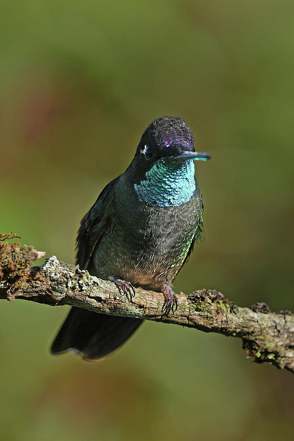Hummingbird Photograph - Talamanca Hummingbird by Alan Lenk