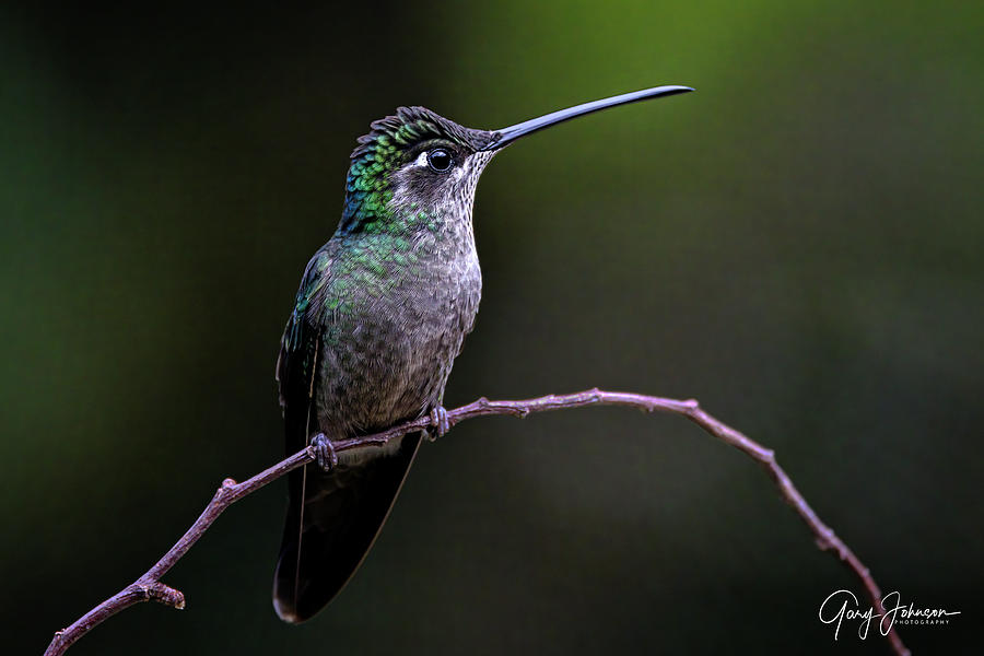 Talamanca Hummingbird Photograph by Gary Johnson