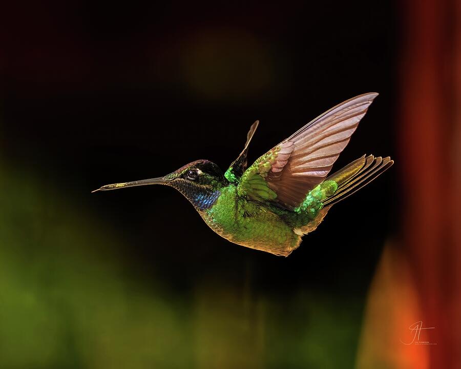 Hummingbird Photograph - Talamanca Hummingbird in Flight Print by Jim Thompson Hummingbird Photograph - Talamanca Hummingbird in Flight Print by Jim Thompson