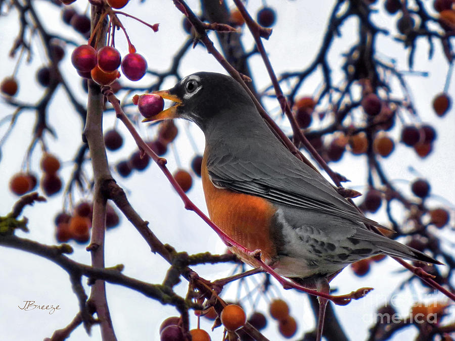 Talented American Robin Photograph by Jennie Breeze