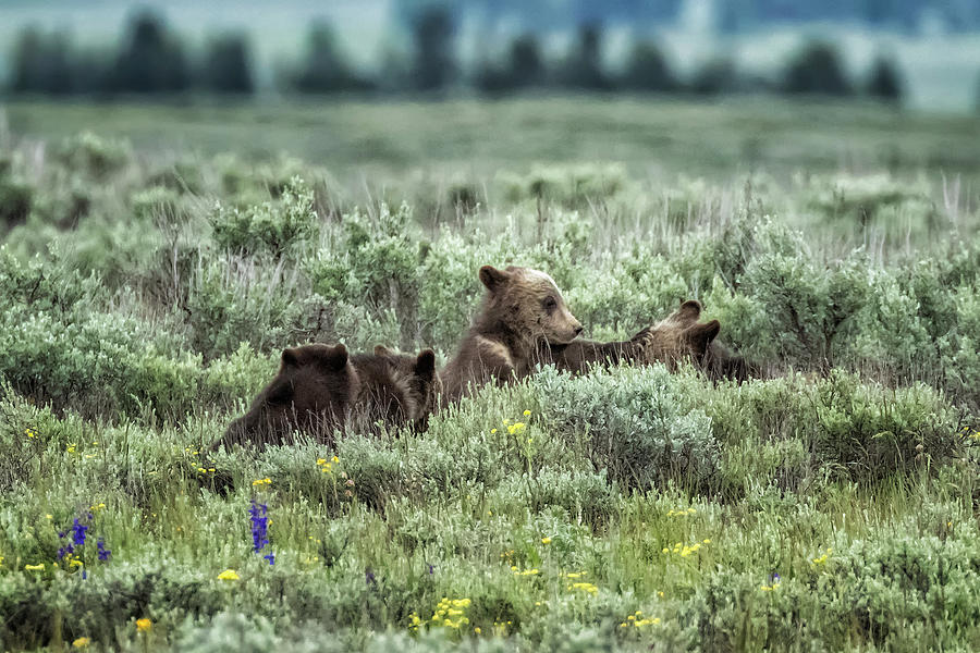 Talk to the Hand, Grizzly Bear Cub Style Photograph by Belinda Greb