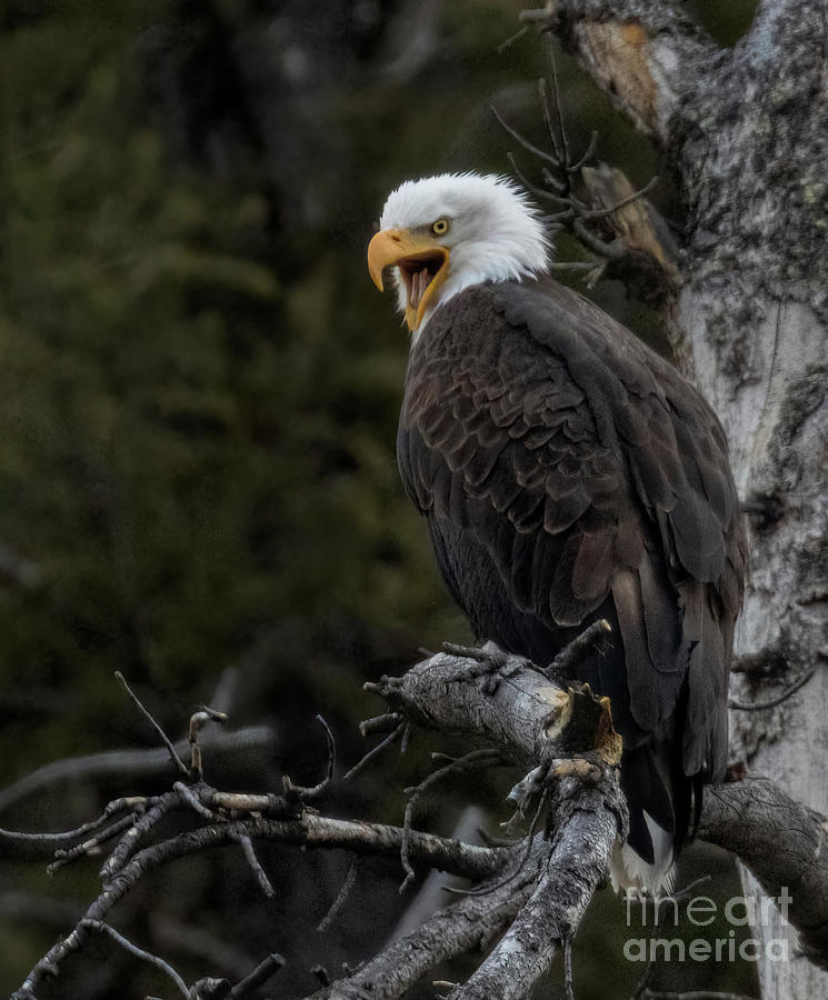 Talking Bald Eagle in Eleven Mile Canyon Photograph by Steven Krull