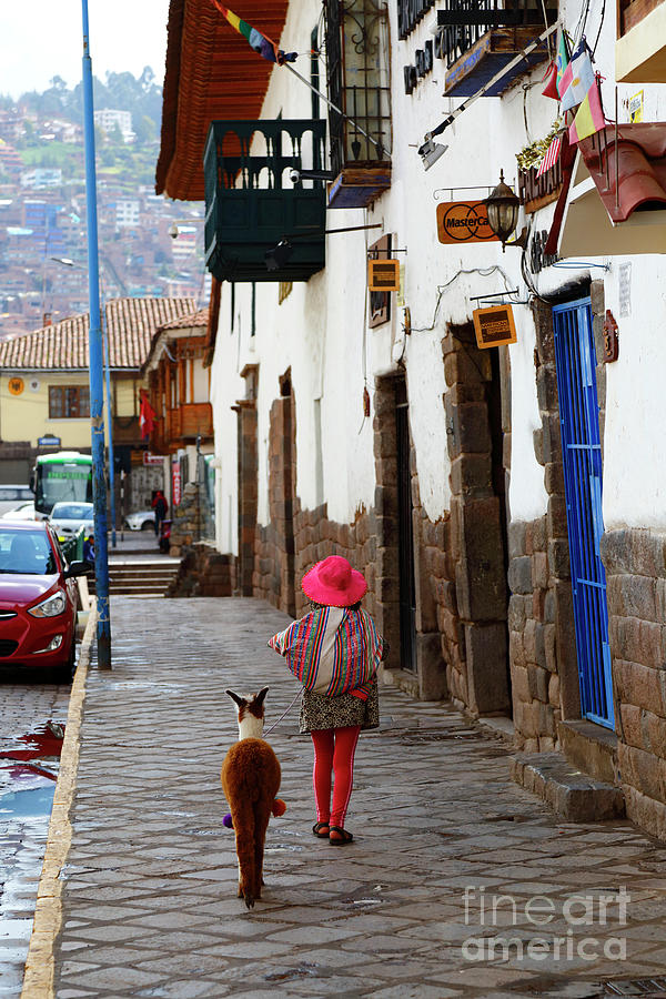 Talking the Alpaca for a Walk Cusco Peru Photograph by James Brunker
