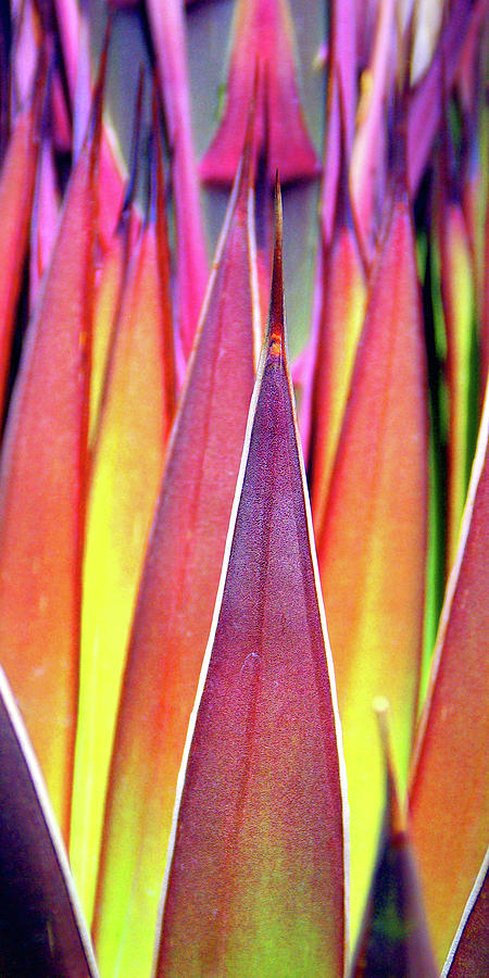 Abstract Photograph - Tall Agave Abstract Color by Douglas Taylor
