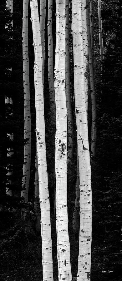 Tall Aspens Utah Black and White Photograph by Leland D Howard