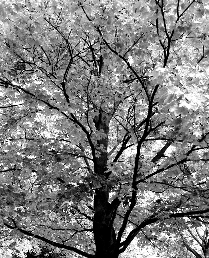 Tall Autumn Maple Tree Photograph by Will Borden