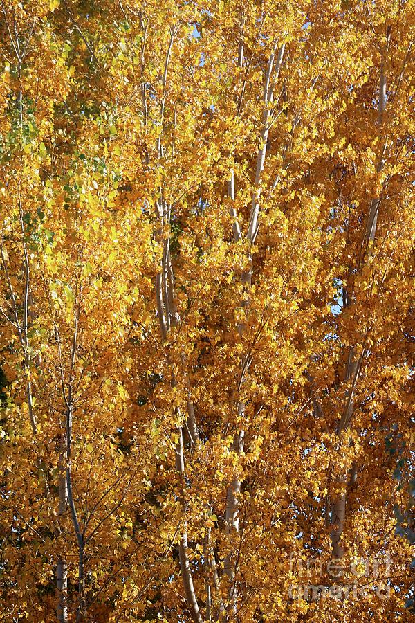 Tall Autumn Poplars Photograph by Carol Groenen