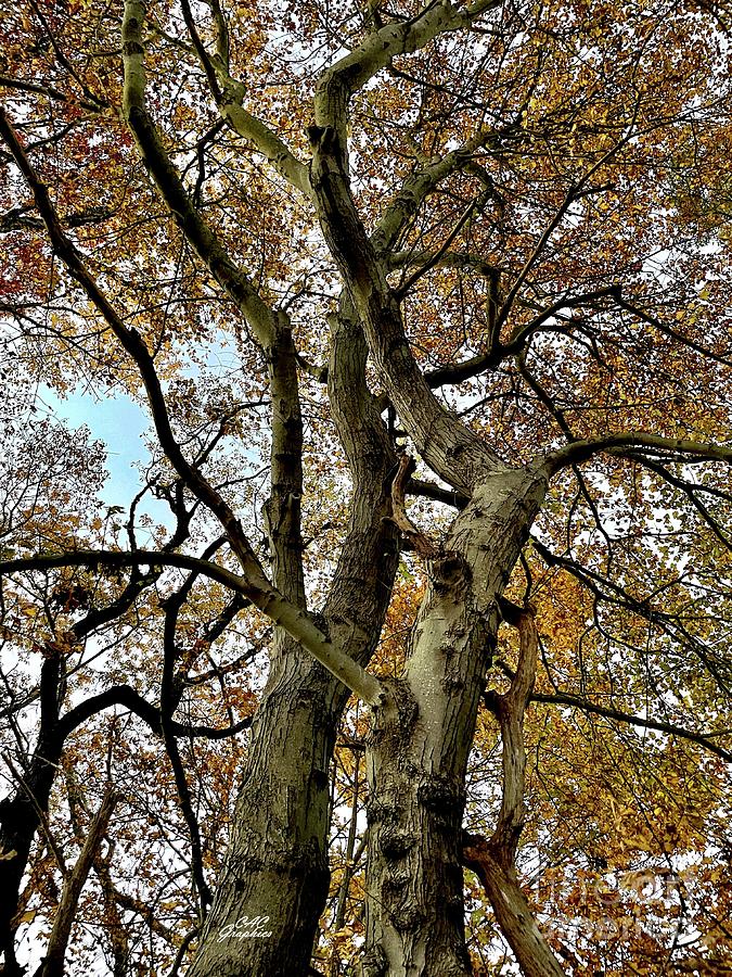 Tall Autumn Trees 2 Photograph by CAC Graphics