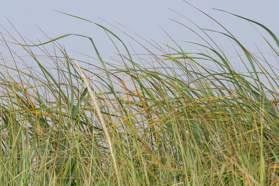 Tall Beach Grass Photograph by Robert Potts