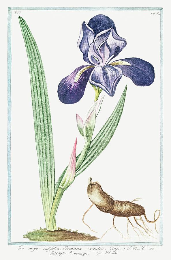 Tall bearded Iris ca. 1772 1793 by Bonelli Painting by Bonelli