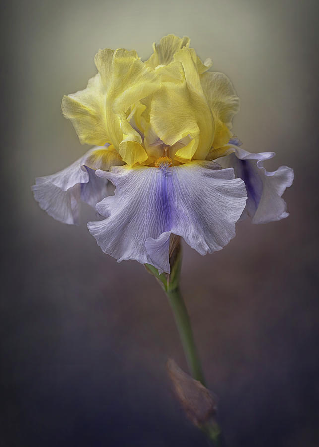 Nature Photograph - Tall Bearded Iris Easter Candy by Alinna Lee