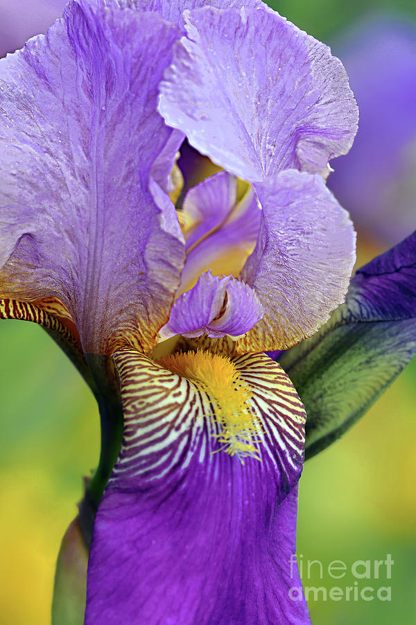 Tall Bearded Iris Monterey Photograph