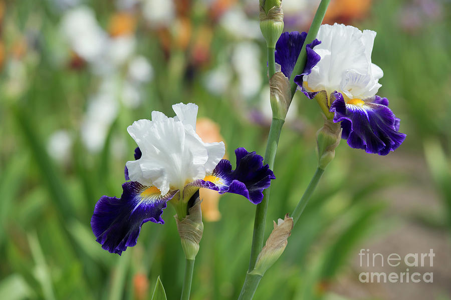 Tall Bearded Iris Noctambule Flowers Photograph by Tim Gainey