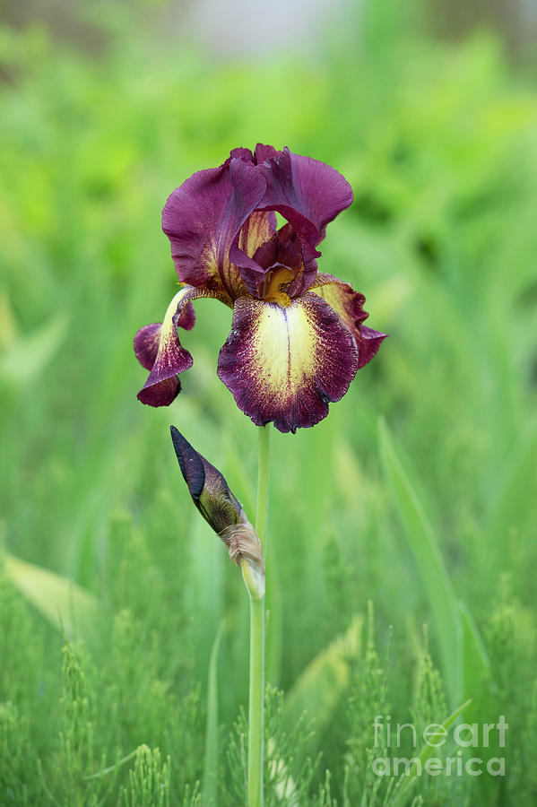 Tall Bearded Iris Provencal Flower Photograph by Tim Gainey