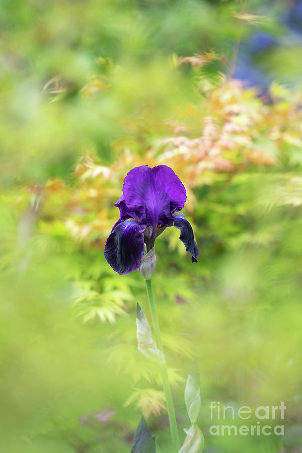 Iris Photograph - Tall Bearded Iris Sable in Spring by Tim Gainey