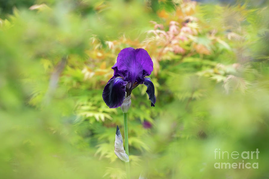 Tall Bearded Iris Sable Photograph by Tim Gainey