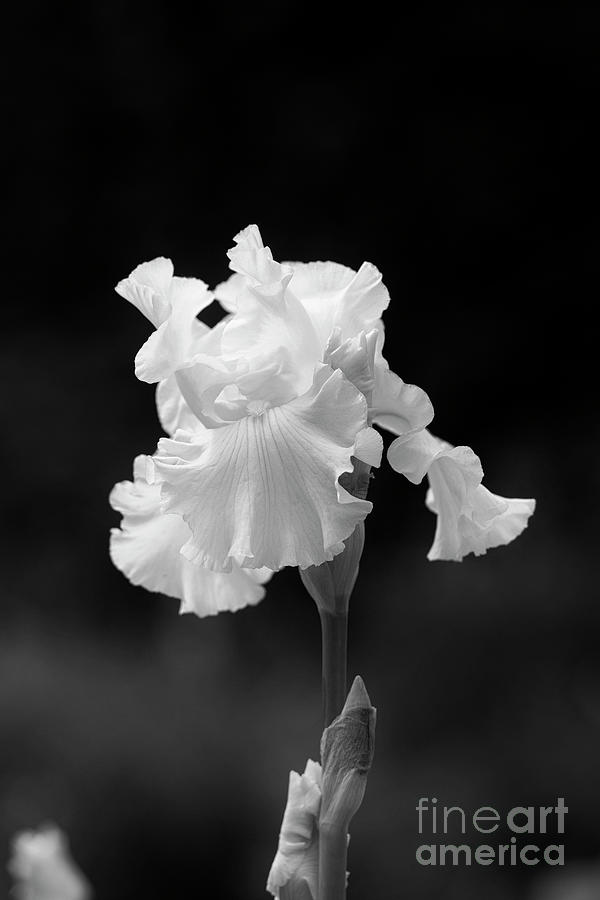 Tall Bearded Iris Skating Party Flower Monochrome Photograph by Tim Gainey
