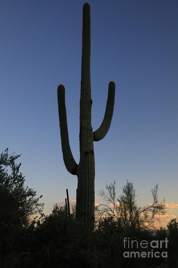Tall Cactus In The Southwest Desert Photograph