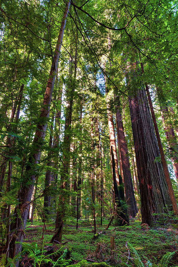 Tall California Redwoods 920 Photograph by Dan Carmichael