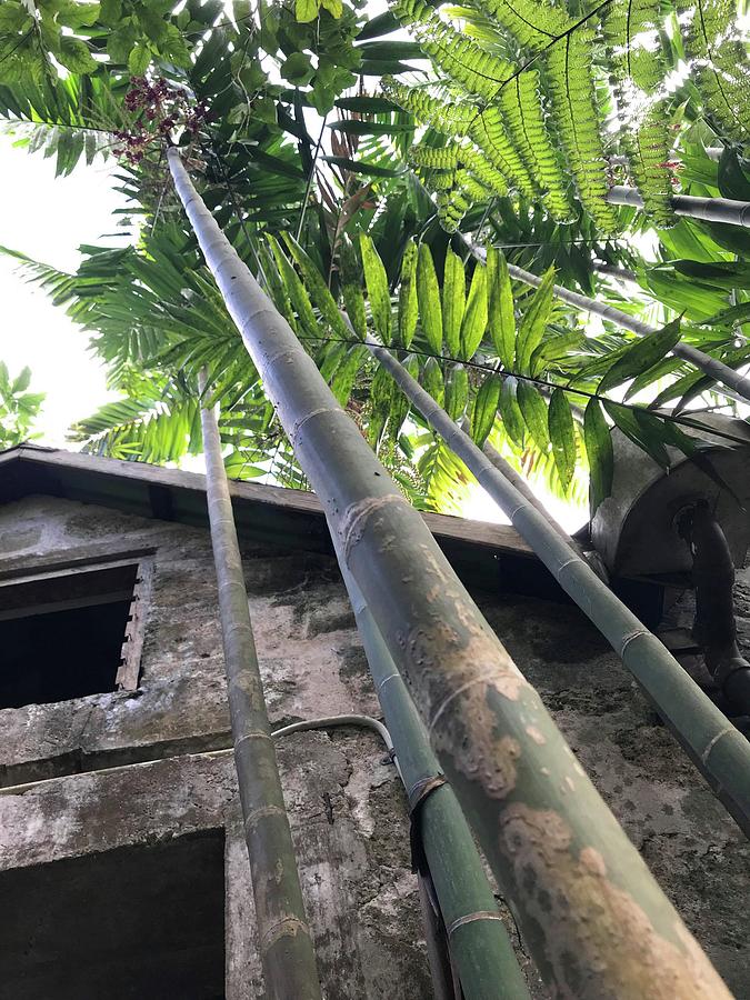 Tall Caribbean Bamboo Next to An Abandoned House Photograph by Adam Shaw