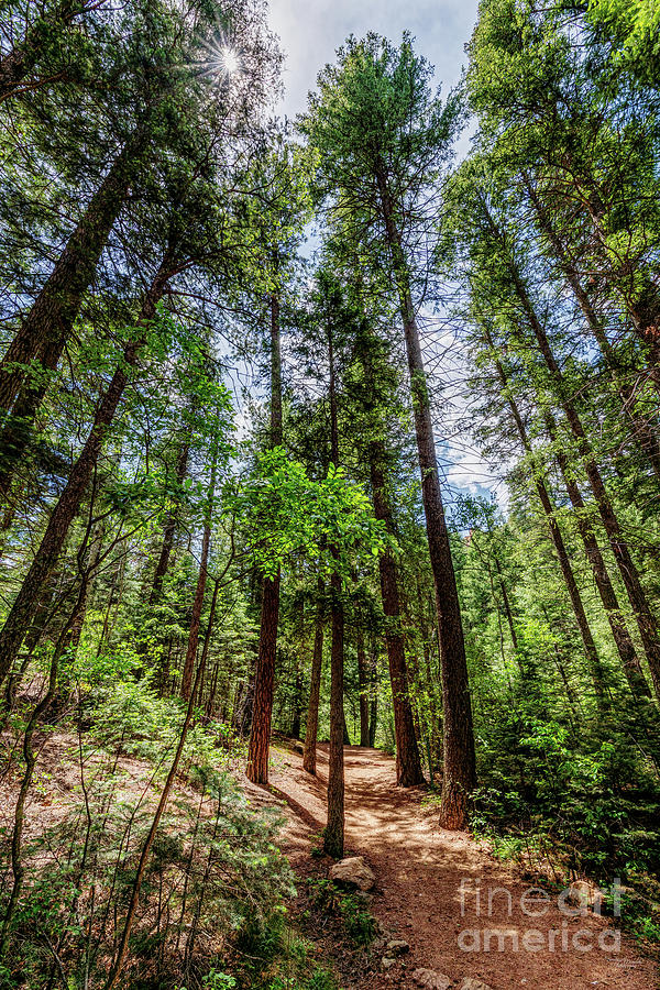 Tall Colorado Pine Trees Photograph by Jennifer White