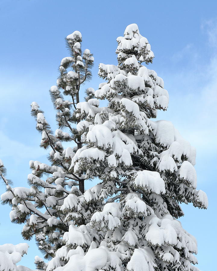 Winter Photograph - Tall Conifers in Snow by Diane Zucker