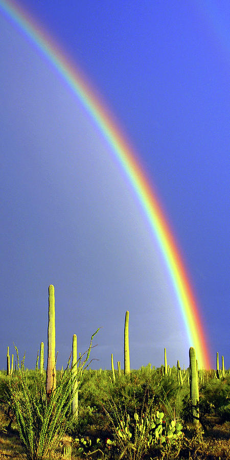 Tall Desert Rainbow Photograph by Douglas Taylor