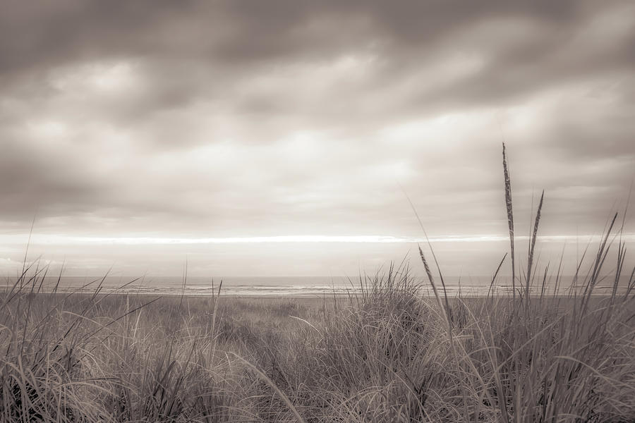Tall Dune Grasses Photograph by Don Schwartz