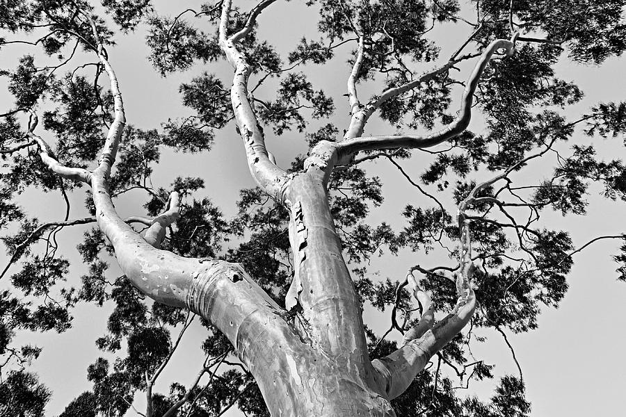Tall Eucalyptus Black And White Photograph by Gaby Ethington