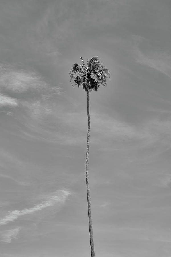 Tall Florida Palm Photograph by Robert Wilder Jr