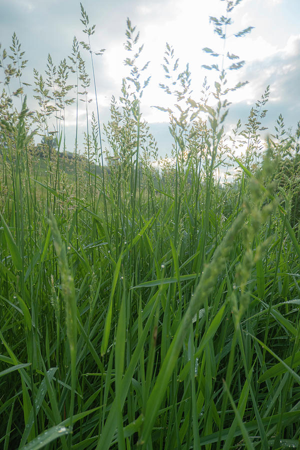 Summer Photograph - Tall Grass And Sky by Phil And Karen Rispin