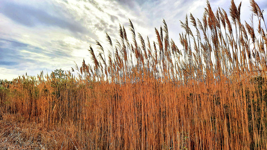 Tall Grass at Back Bay National Wildlife Refuge Photograph by Ola Allen