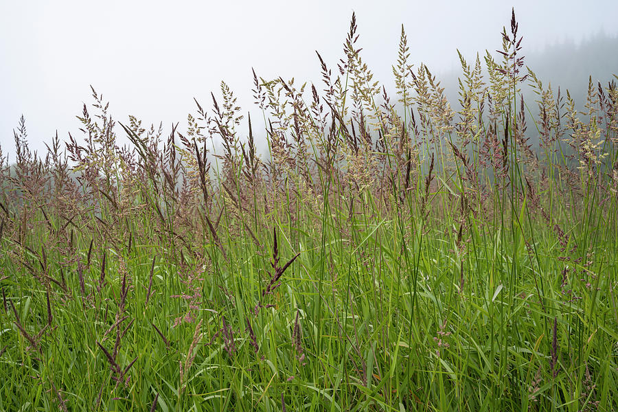 Tall Grass in June Photograph by Robert Potts
