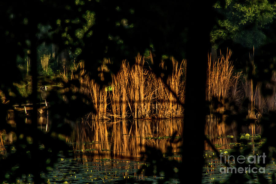 Tall Grass Reflecting In The Water Photograph by Philip And Robbie Bracco
