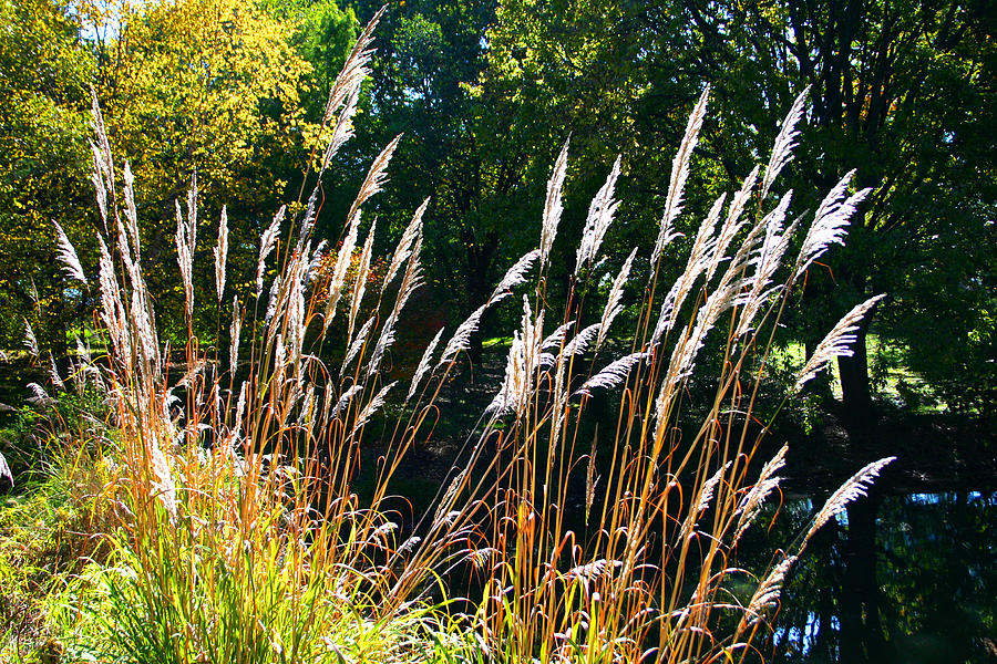 Tall Grass Willows Sunlight Landscape Photograph by Patrick Malon