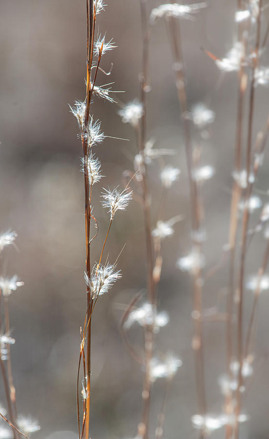 Tall Grass With White Seeds Photograph by Karen Rispin