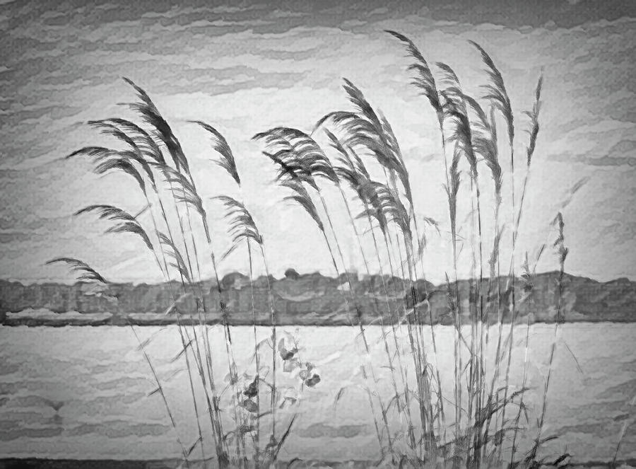 Tall Grasses Waving in the Wind Photograph by Debra Martz