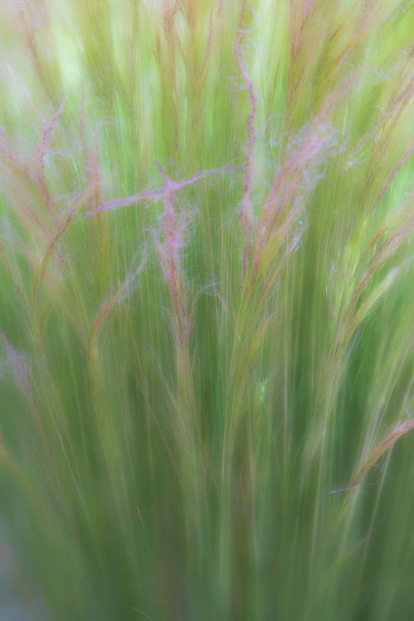Tall Green Summer Grasses Swaying in the Breeze by Barbara Rogers Tall Green Summer Grasses Swaying in the Breeze by Barbara Rogers