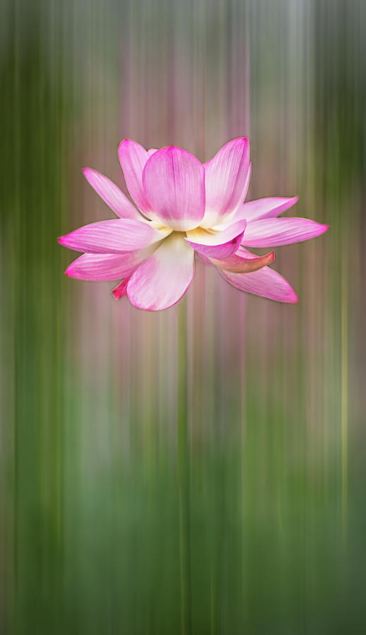 Tall Lotus Flower Photograph by Elvira Peretsman