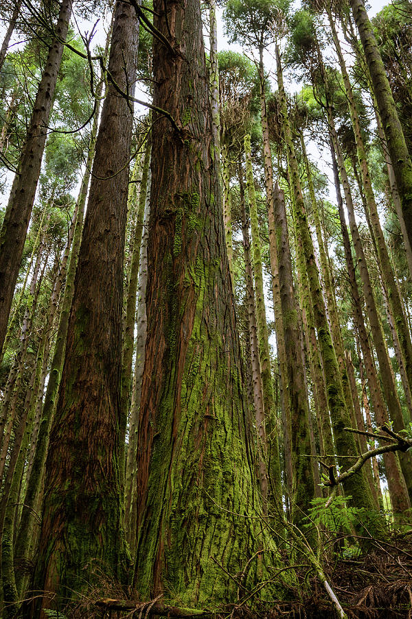 Tall Mossy Trees Photograph by Denise Kopko