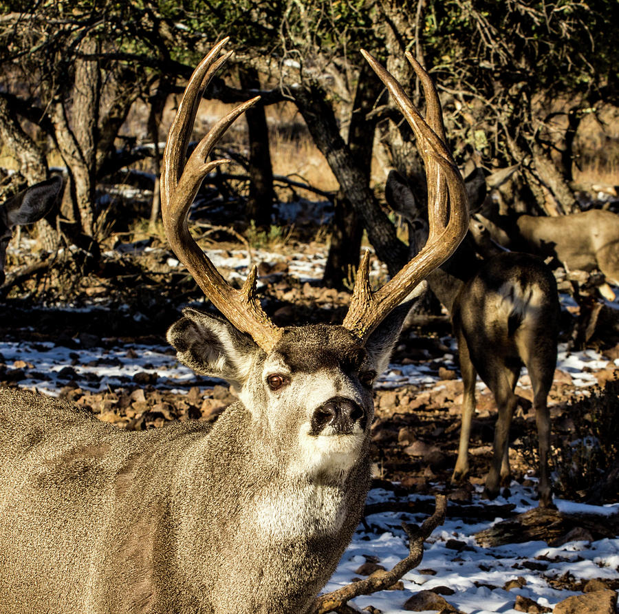 Tall - Mule Deer Buck Photograph by Renny Spencer - Fine Art America