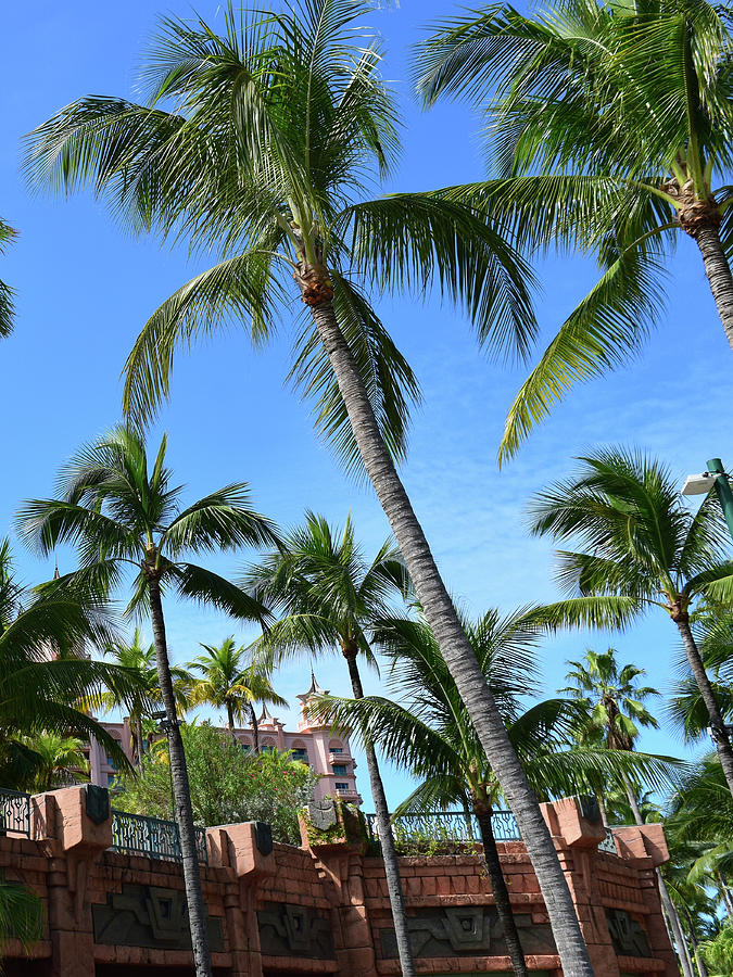 Tall Palms/ Atlantis, Bahamas Photograph by Christey Merton