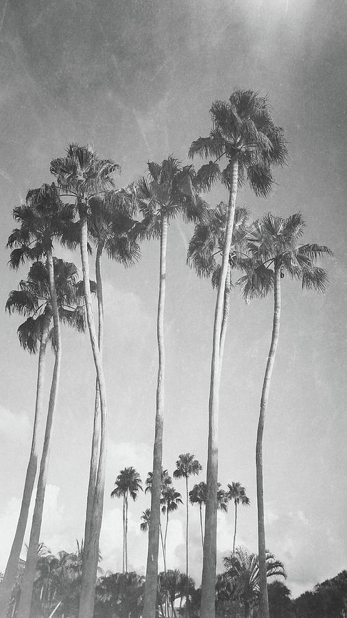 Tall Palms Black And White Photograph by Laura Fasulo