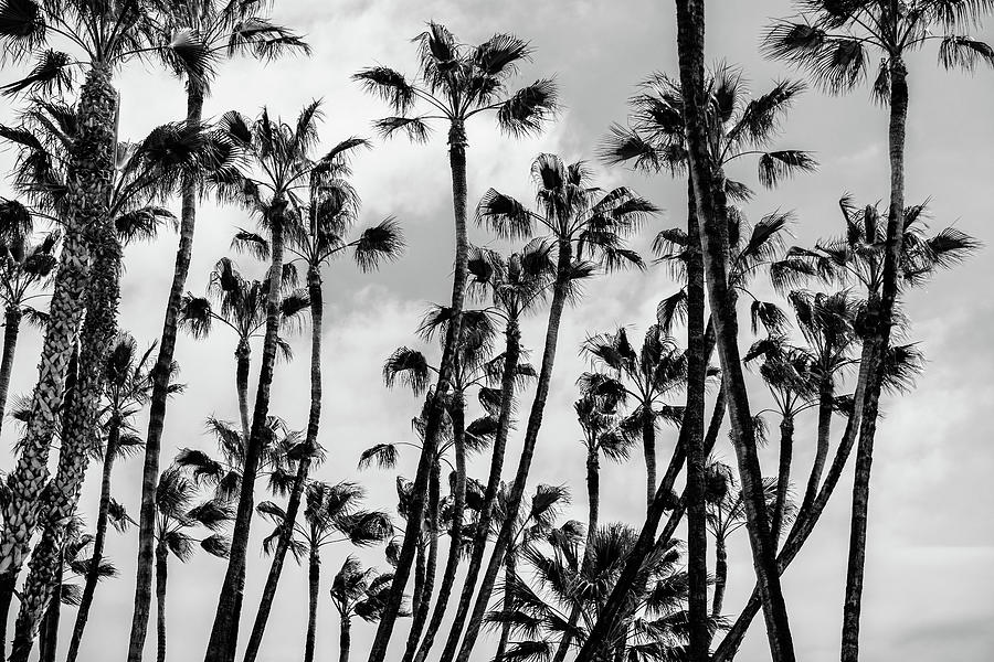 Tall palms Photograph by Gary Browne
