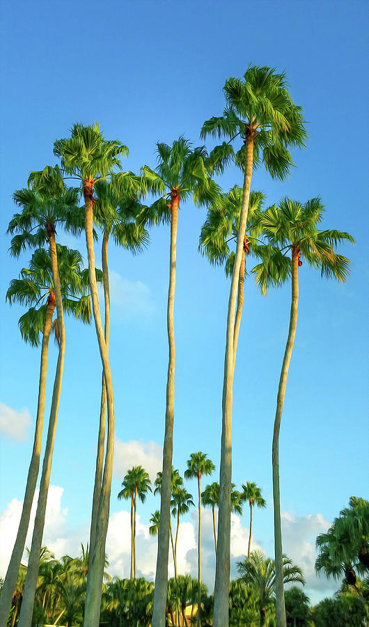 Tall Palms Blue Sky Photograph by Laura Fasulo
