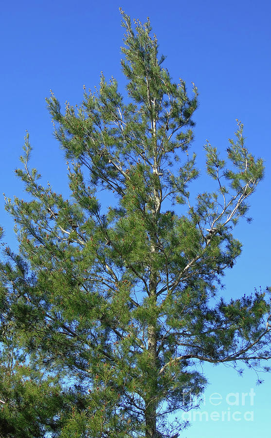 Tall Pine In The Scrub Forest Photograph by D Hackett