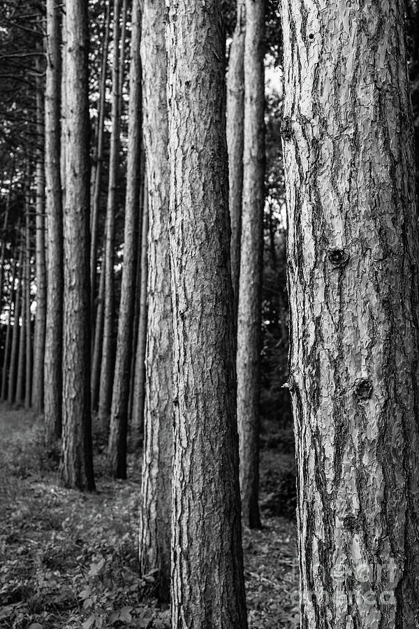 Tall Pine Trees Photograph by Edward Fielding